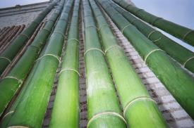 Green Bamboo Lumber at www.thebigbamboocompany.com. Click to enlarge